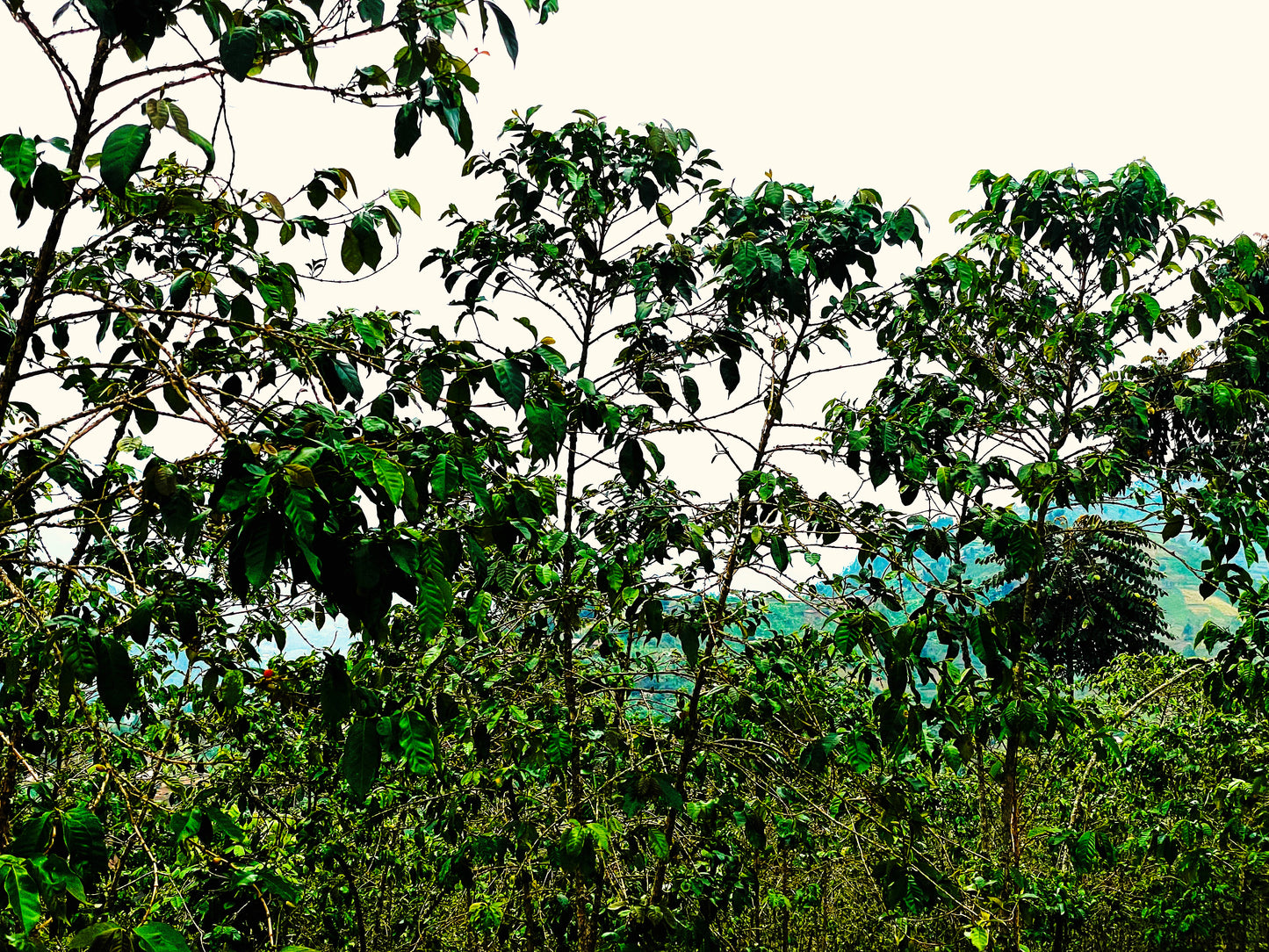 Coffee trees on farm